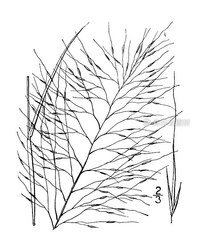 古植物学植物插图:Muhlenbergia capillaris，长芒毛草